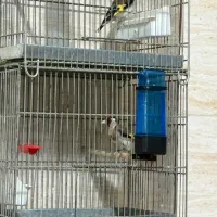 سره بخون|پرنده|مشکیندشت, |دیوار