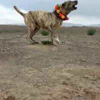 واگذاری سگ جوان گود