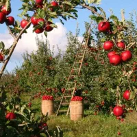 باغ عناب و انار...