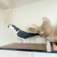 سینه مشکی ماده بدون آرایش..ساده سیاه جوان شاخدار