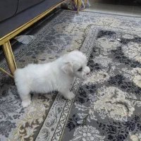 توله سگ