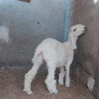 گلیم مری اصل