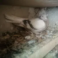 کبوتر کاغذی|پرنده|لنده, |دیوار