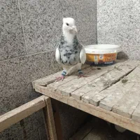 کبوتر طوقی الماسی|پرنده|بروجن, |دیوار