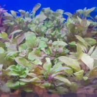 چهل نوع گیاه اکواریوم رسید|ماهی|اردبیل, |دیوار