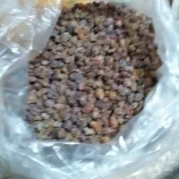 گیاه دارویی بیمادرون کاکوتو گل پرفروشی دارم|خوردنی و آشامیدنی|تربت جام, جلگه موسی آباد|دیوار