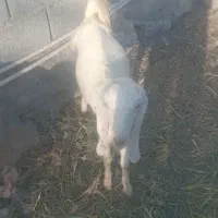 یک گوسفند ماده  پاکستانی بفروش می‌رسد