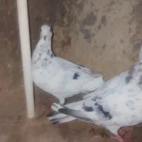 2تا ماده سرور جوان