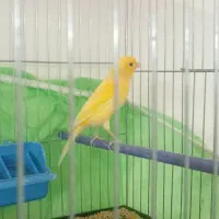 2قناری فروشی یک نرمست بخون ویک ماده