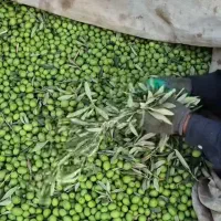زیتون ویژه طارم|خوردنی و آشامیدنی|اهواز, کوی طلاب|دیوار