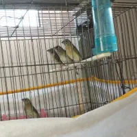 گلدین سبز مولد