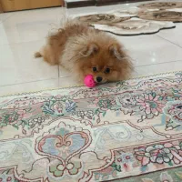 سگ پامر  خرسی