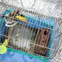 سهره یک ماه قفس نرو یک سهره قناری نر|پرنده|کنگاور, |دیوار