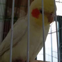 گمشده|حیوانات|قم, قلعه کامکار|دیوار