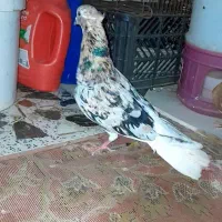 ۷عددمسفیدویک کله سفید ماده