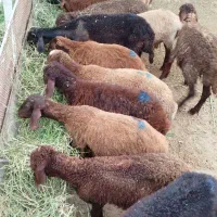 14‌عدد‌بره‌‌نر‌وماده‌و‌6‌عدد‌گوسفند‌ماده‌‌ جنس‌دار