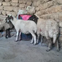 ۸عدد گوسفند همه شک اول بره آبستن پستان کرده|حیوانات مزرعه|ایلام, |دیوار