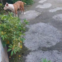 پیتبول اصیل|سگ|عباس‌آباد, |دیوار