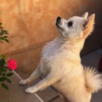 سگ پامرانین پامر|سگ|کاشان, قطب راوندی|دیوار