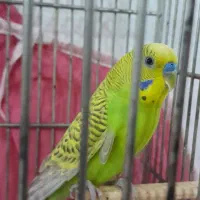 فروش مرغ عشق