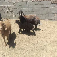 میش زائده گمشده