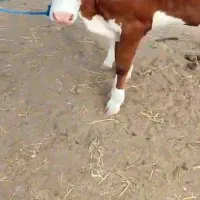 گوساله تلیسه سمینتال ماده فقط ماده