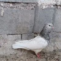 کله اهوازی الماسی گرفتنی