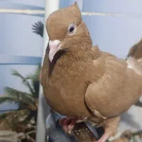 کبوتر دم سفید زرد و ارده ایی
