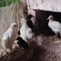نیمچه گلین لری کرچ شو