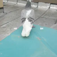 کبوتر|حیوانات|کرمانشاه, |دیوار