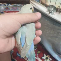 دو عدد طوطی برزیلی رام وآرام مناسب برای دستی کردن|پرنده|وحیدیه, |دیوار