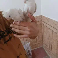 عروس هلندی آلبینو|پرنده|شادگان, |دیوار