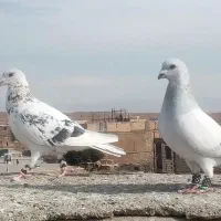 کبوتر پررشی|پرنده|سبزوار, جوادیه شرقی|دیوار