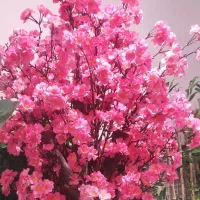 بزرگ فروشگاه چمن زار ستاری