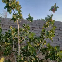 باغ-ویلایی-در-خادم-اباد