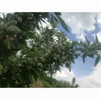 باغ 2 هزار متری|فروش زمین و ملک کلنگی|الوند, |دیوار