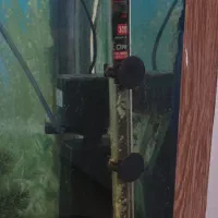 فروش اکواریوم بزرگ با ماهی و کلی لوازم همراه|ماهی|بندر انزلی, بی بی حوریه|دیوار