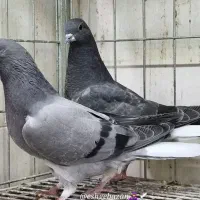 ۸ جفت جوجه دمگیر