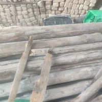 چنار|خدمات باغبانی و درختکاری|کلاشی, |دیوار