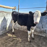 گوساله ماده منتی بلیارد