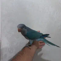 طوطی راهب آبی  نر گرینچیک ماده دستی