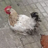 مرغ وخروس