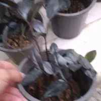 زاموفیلیا زاموفولیا بلک|گل و گیاه طبیعی|مشهد, هنرور|دیوار