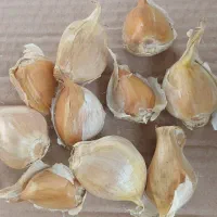 فروش موسیر ارگانیک|خوردنی و آشامیدنی|نکا, |دیوار