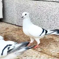شامی سفید کاکلی درجه یک