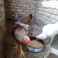 خروس ومرغ