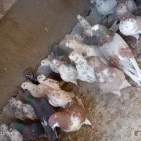 کفتر پرشی|پرنده|محمدشهر, محمدشهر|دیوار