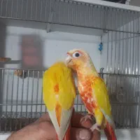 ردچیک|پرنده|فردیس, نگارستان|دیوار