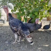 مرغ شاخدار،بوقلمون ومحلی|حیوانات مزرعه|کهنوج, |دیوار