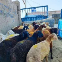گوسفند زنده به صورت حضوری و غیرحضوری